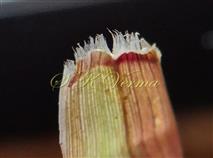  Ligule
